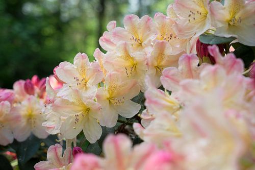 Delicate bloesems van de rododendron