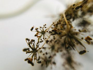 dried flower by netty van eck