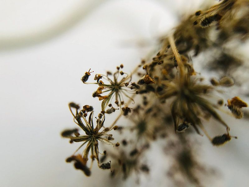 dried flower by netty van eck