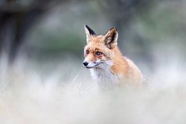 Ein überraschender Fuchs vor hellem Vordergrund und dunklem Hintergrund von Andius Teijgeler