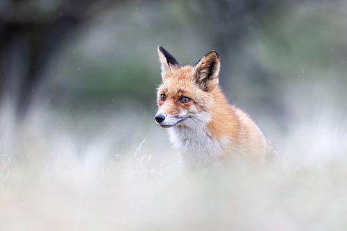 Un renard surprenant sur un premier plan clair et un arrière-plan sombre