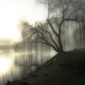 Morning light by Apple Brenner