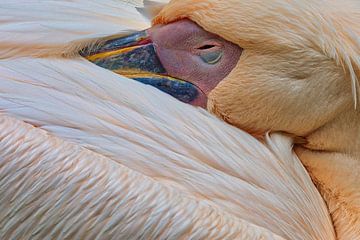 Pelican by Dieter Fischer