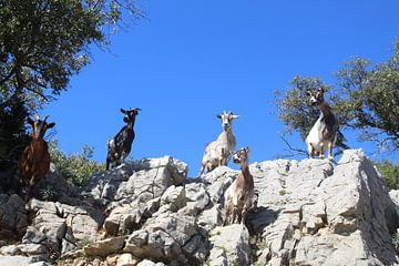 Wild goats at Vallon by Patrick van beek76