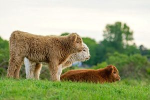 Schotse hooglanders op Lentevreugd van Dirk van Egmond