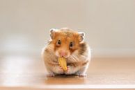 Hamster von Yajie Wang-Campagne Miniaturansicht