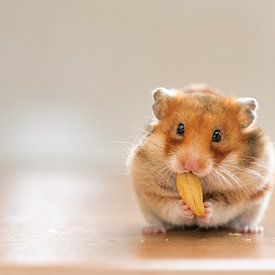 Hamster sur Yajie Wang-Campagne