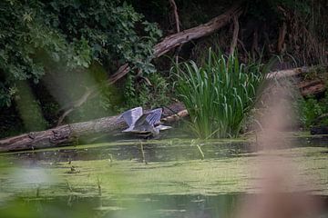 Vliegende blauwe reiger