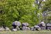 Panorama dolmen D15 Loon sur Karla Leeftink