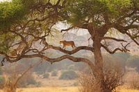 Löwin im Tarangire-Park, Tansania