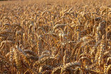 Barley by Tim Zentgraf