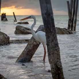 Heron in the sea during sunset - Isla Holbox Mexico by Sander Hupkes