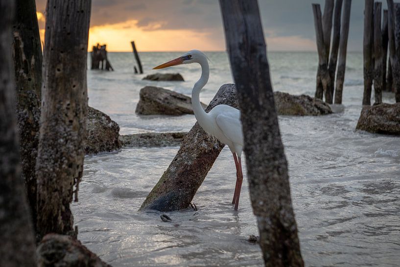 Reiher im Meer während des Sonnenuntergangs - Isla Holbox Mexiko von Sander Hupkes