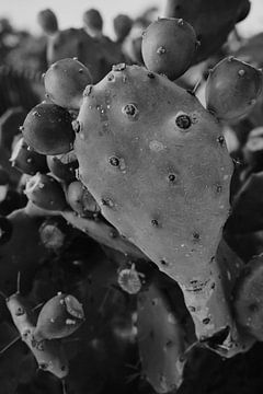 Opuntia cactus in zwart wit van Studio Seeker