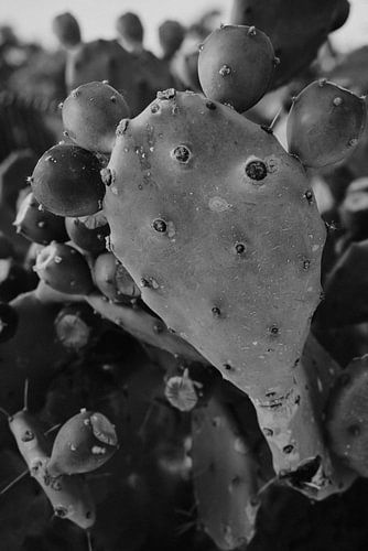 Cactus Opuntia en noir et blanc