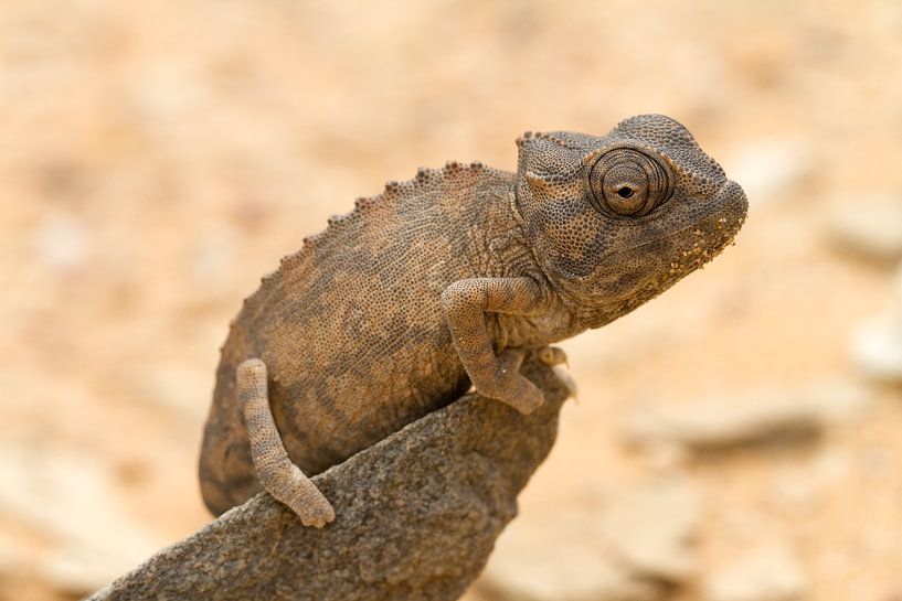 Chamäleon in der Namib von Angelika Stern