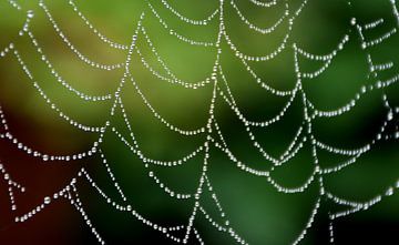 A spider's web after the rain by Claude Laprise