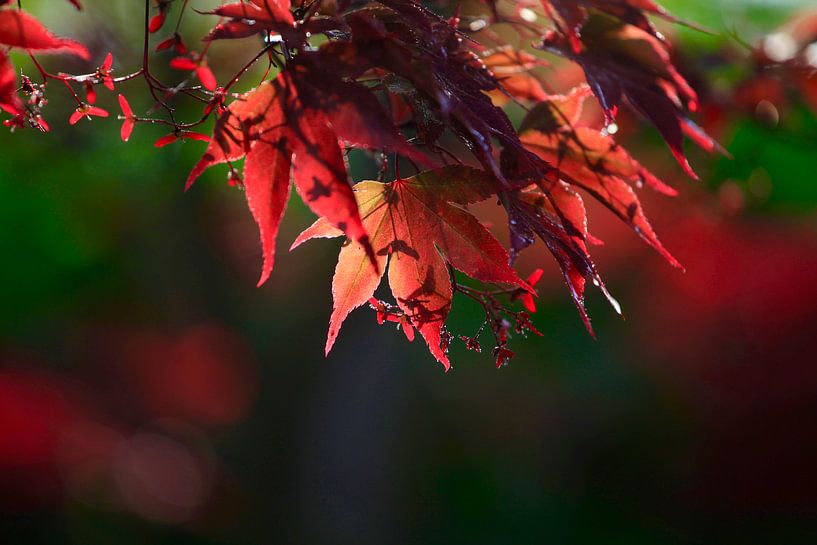 Fächerahorn von Thomas Jäger