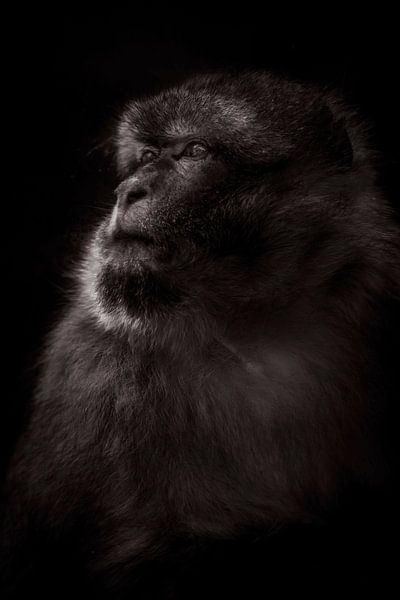 #ape by Griet Vloebergh