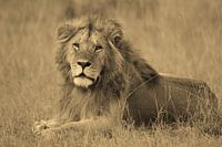 Serengeti-Löwe