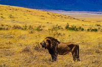 Lions in Africa