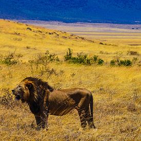 Leeuwen in Afrika van olaf groeneweg