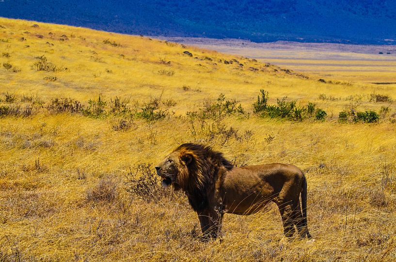 Lions en Afrque par olaf groeneweg