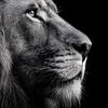 Löwe – Majestätisches Schwarzweiß-Tierporträt von drdigitaldesign