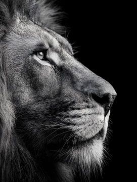 Lion - Majestic black and white animal portrait