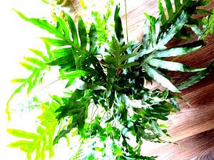 Kamerplant: Phlebodium Blue Star | Staalvaren 2-1
