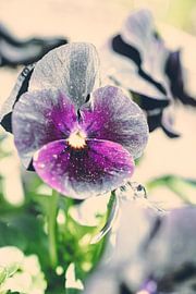 Rathenow "City of Optics