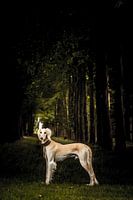 Saluki