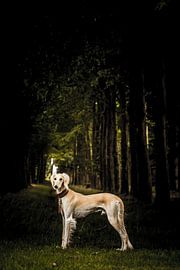 Saluki by Anne-Fleur Eggengoor