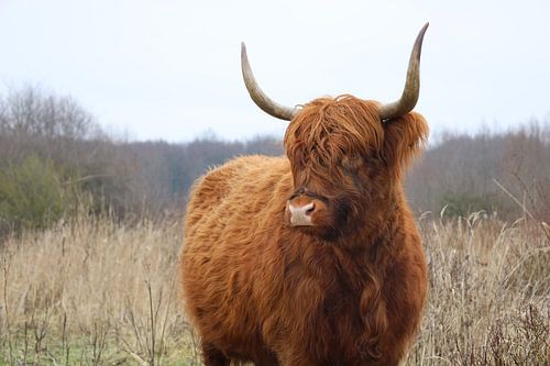 Schottischer Highlander mit Hörnern