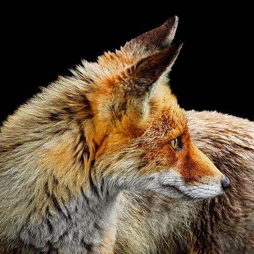 Porträt des Fuchses