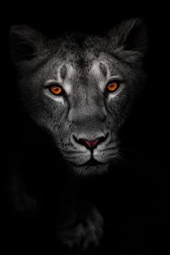 nachtportret van een leeuwin met heldere lichtgevende ogen en roze neus. Aanzicht van een vrouwelijk