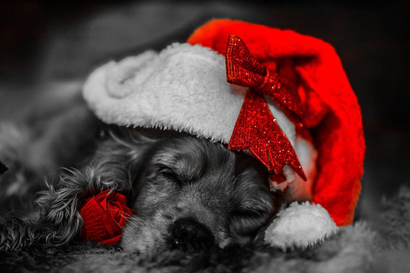 Kerst spaniël van tathiana Brussel