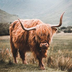 Scottish Highlander grazing in Scotland by Prints by Abigail Van Kooten