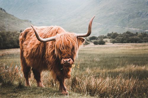 Scottish Highlander grazing in Scotland