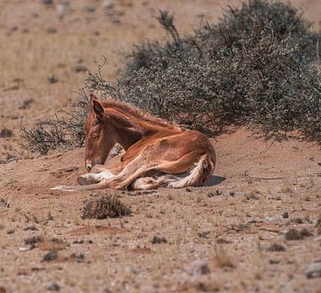 Wildpferdfohlen in Garub in Namibia, Afrika von Patrick Groß