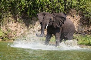 Éléphant