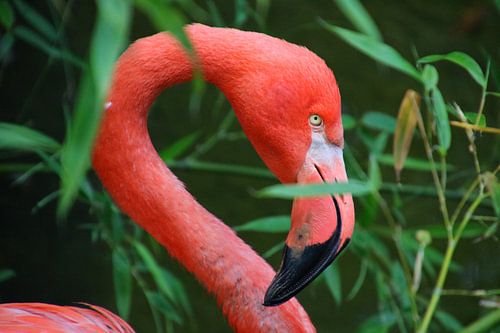 Pink flamingo