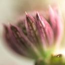 astrantia by Blackbird PhotoGrafie thumbnail