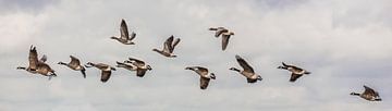 Vogelvlucht van een groep Canadese- & grauwe ganzen