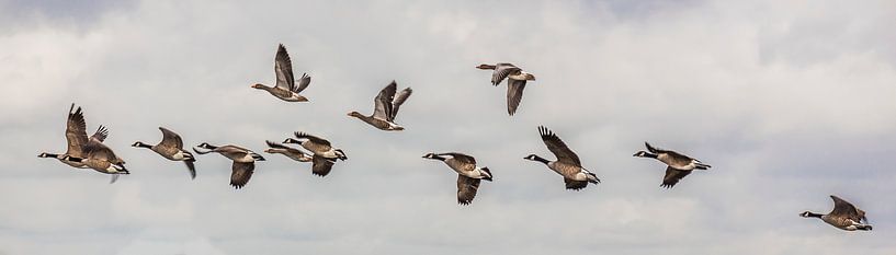 Vogelvlucht van een groep Canadese- & grauwe ganzen van Fotografie Jeronimo
