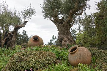 olive trees and old vases in garden