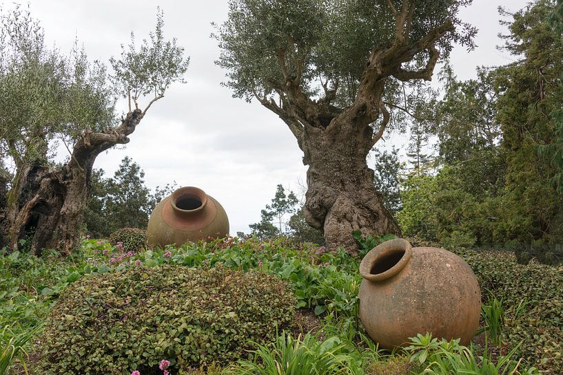 olive trees and old vases in garden by ChrisWillemsen
