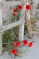Coquelicots