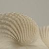 Shells | plage sur Marianne Twijnstra