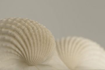 Shells | beach by Marianne Twijnstra